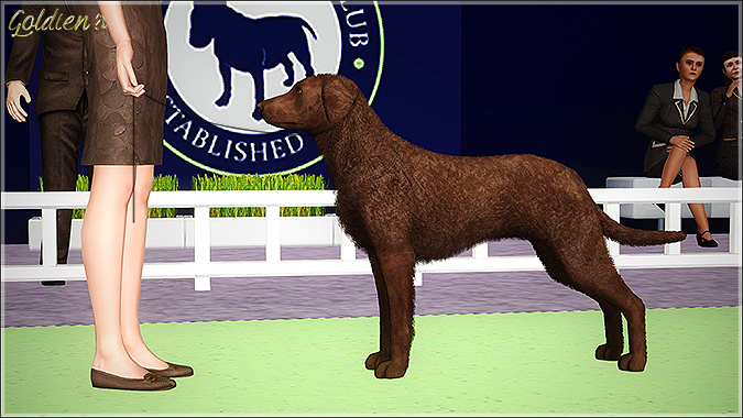 Sims Dog Breed Curly Coated Retriever Sims Dog Breed Curly Coated Retriever